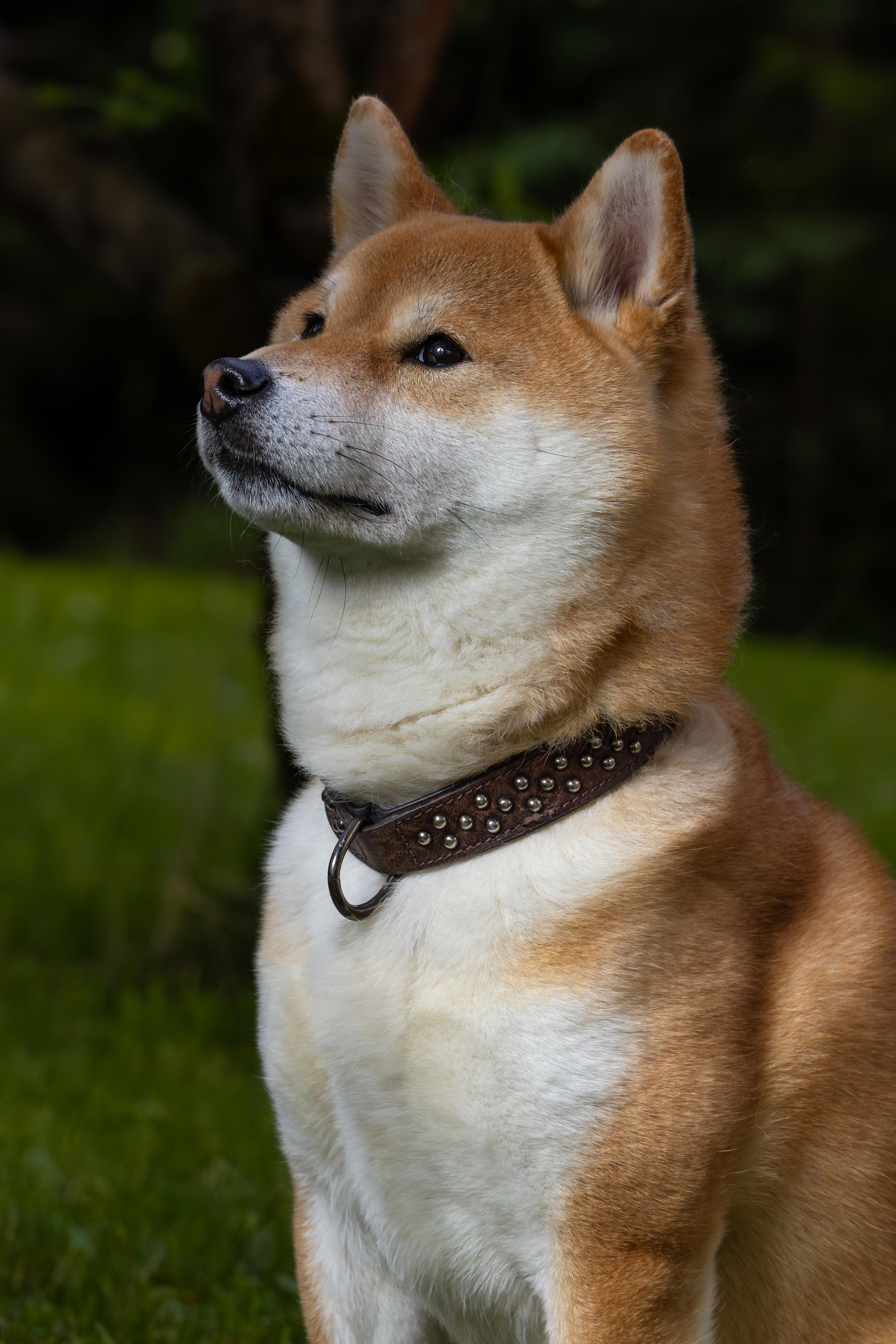 Shiba Inu fotografert av Fotograf Spalder