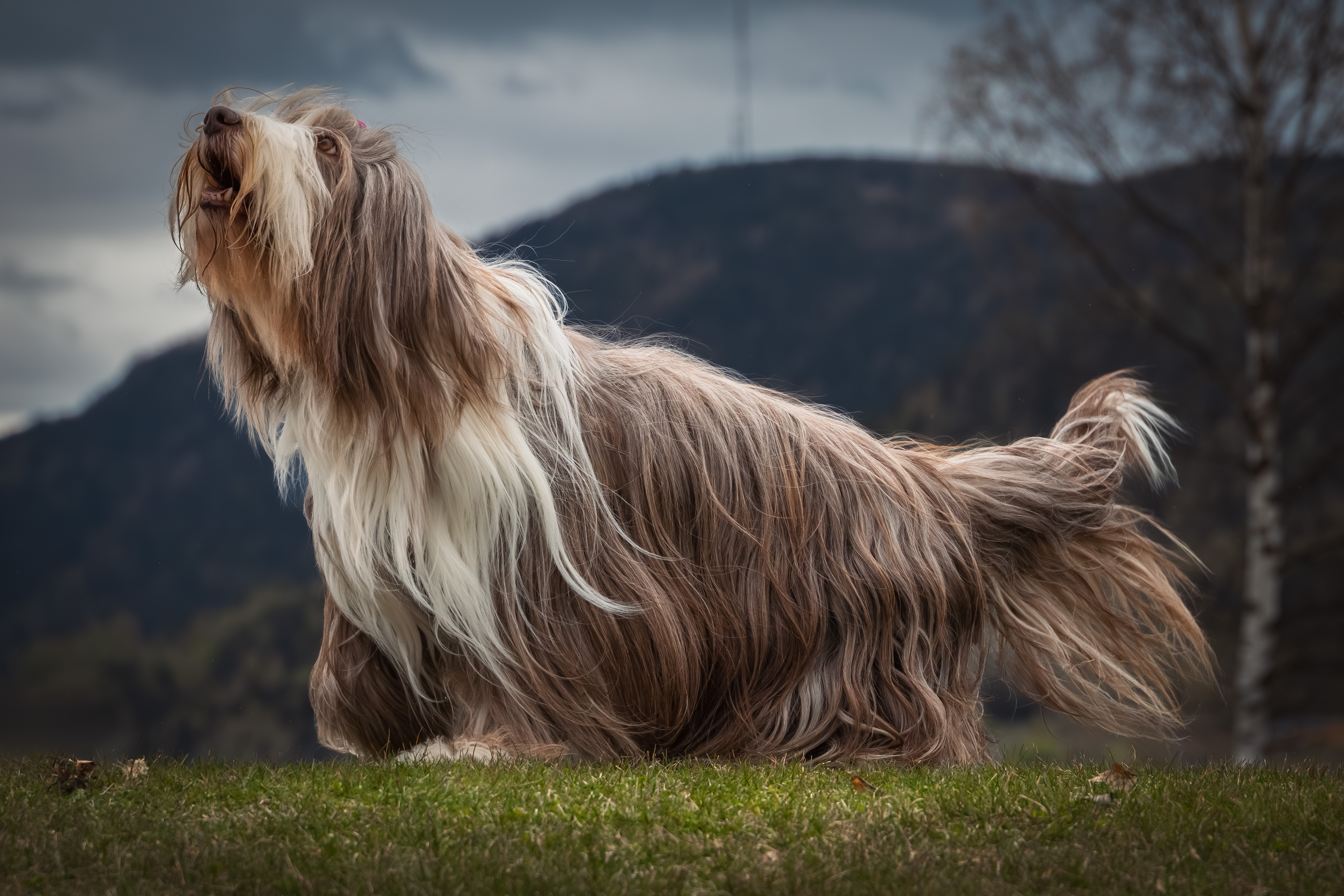 Hund fotografert utendørs i Ringsaker av Fotograf Spalder