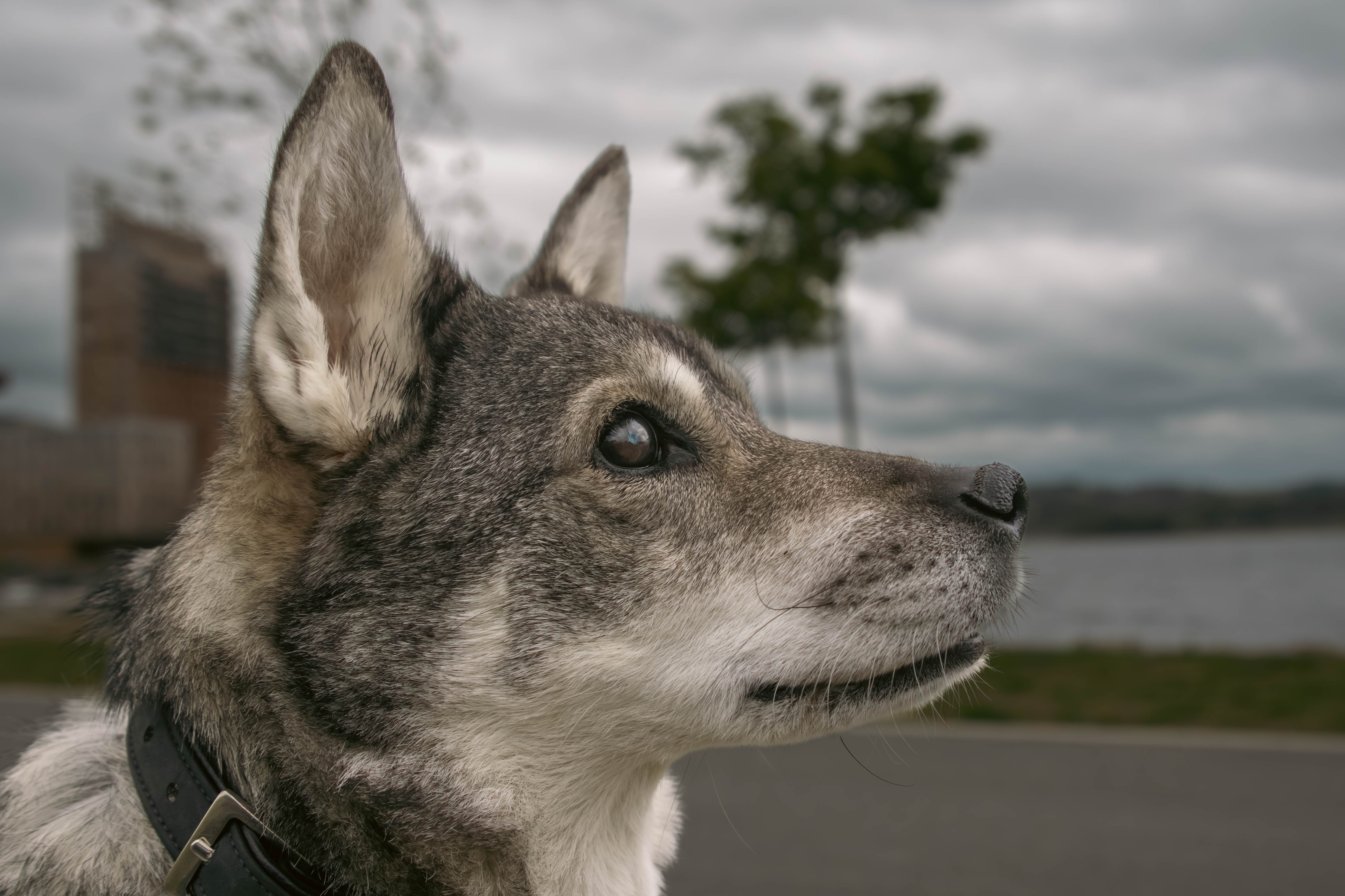 Kjæledyrfoto av hund i Ringsaker av Fotograf Spalder