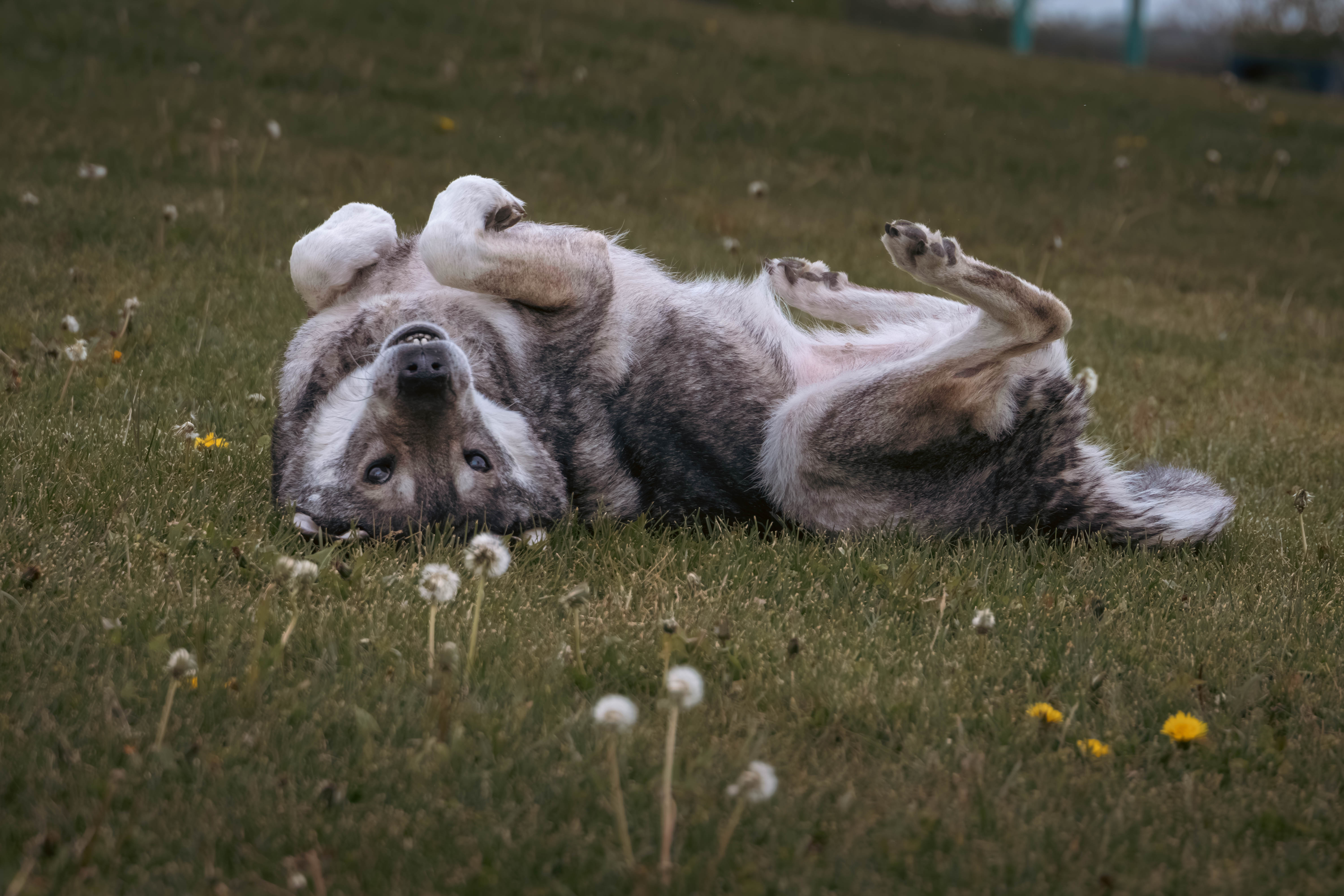Hund fotografert i bevegelse utendørs av Fotograf Spalder