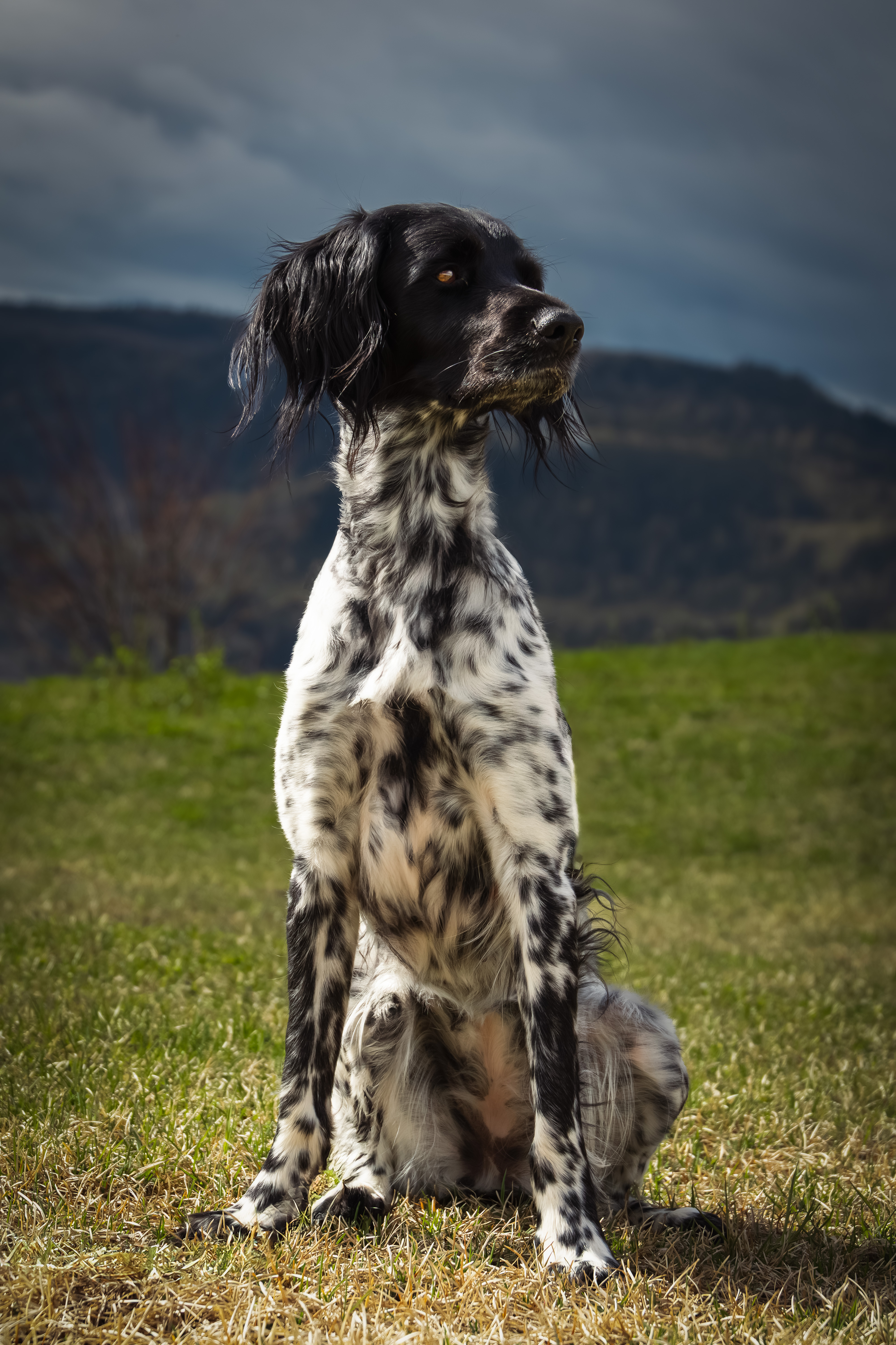 Naturlig hundeportrett tatt i Ringsaker av Fotograf Spalder