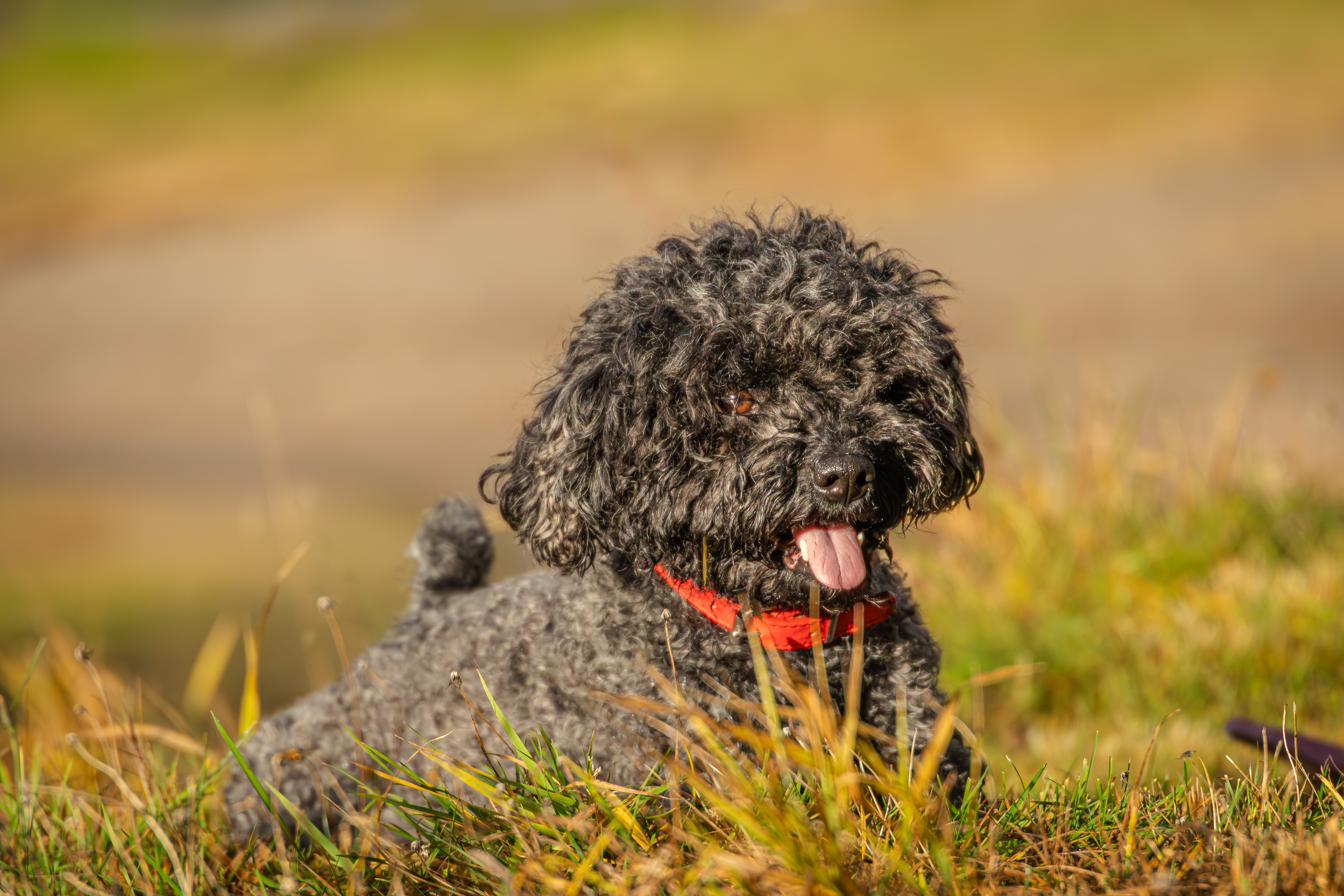 Stemningsfullt kjæledyrfoto i Innlandet av Fotograf Spalder