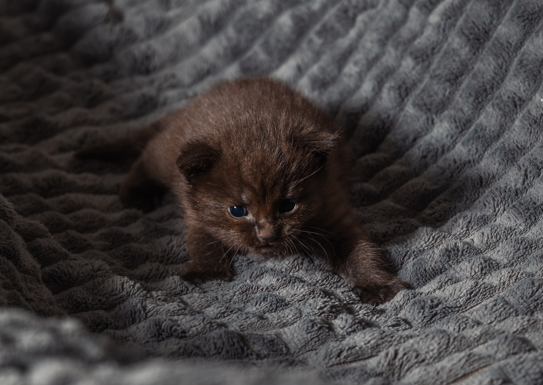 Brun kattunge fotografert på pledd av Fotograf Spalder