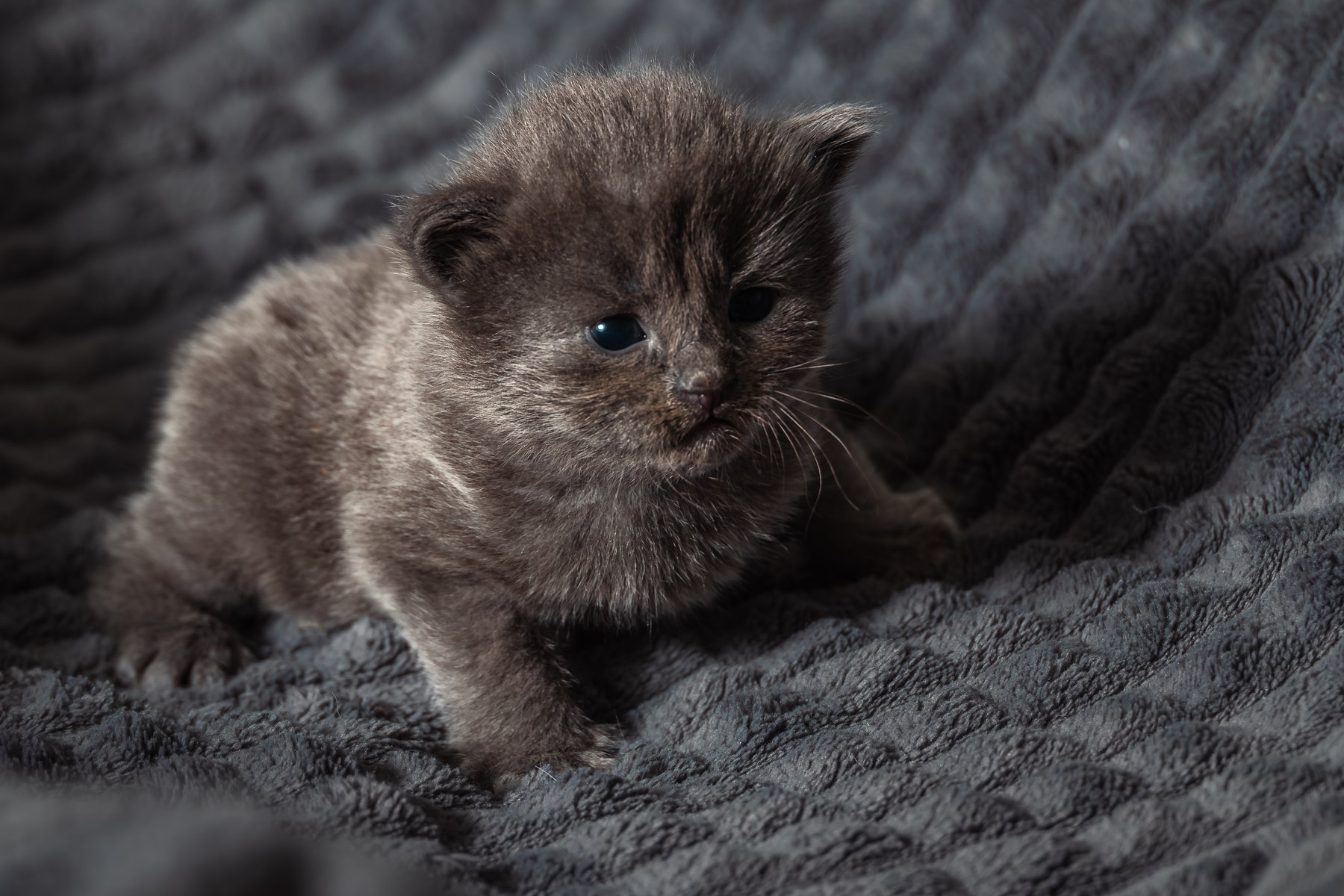 Grå kattunge fotografert i Ringsaker av Fotograf Spalder