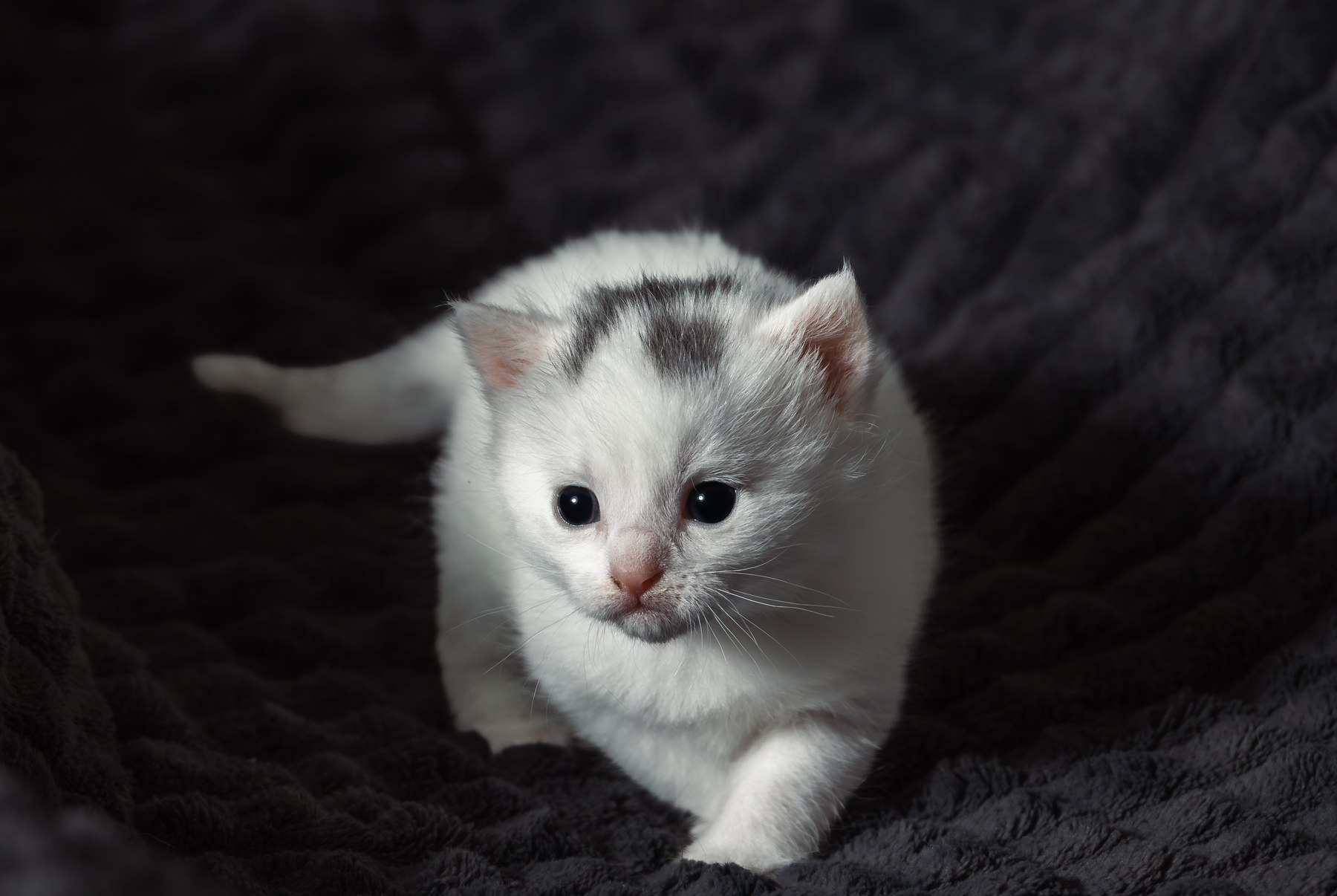 Hvit kattunge fotografert i mykt lys i Ringsaker av Fotograf Spalder
