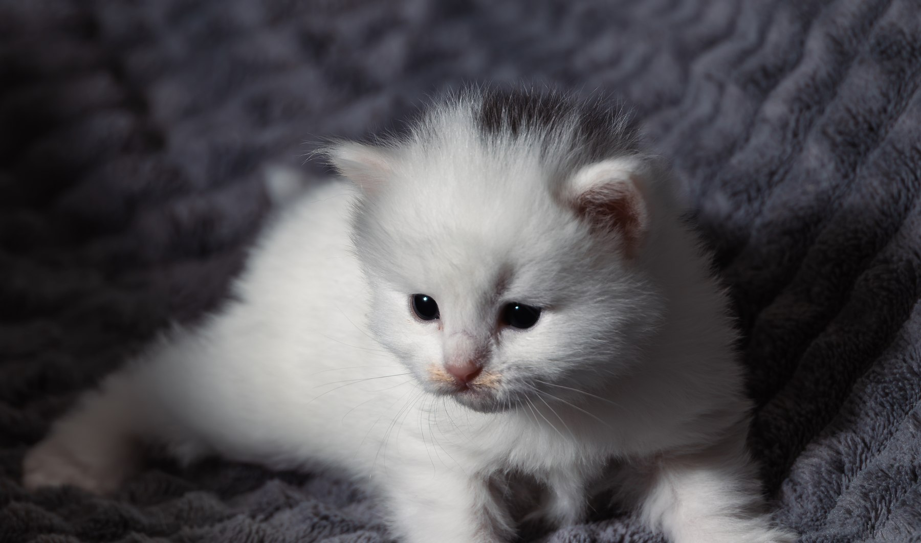 Hvit kattunge på mørkt pledd fotografert av Fotograf Spalder