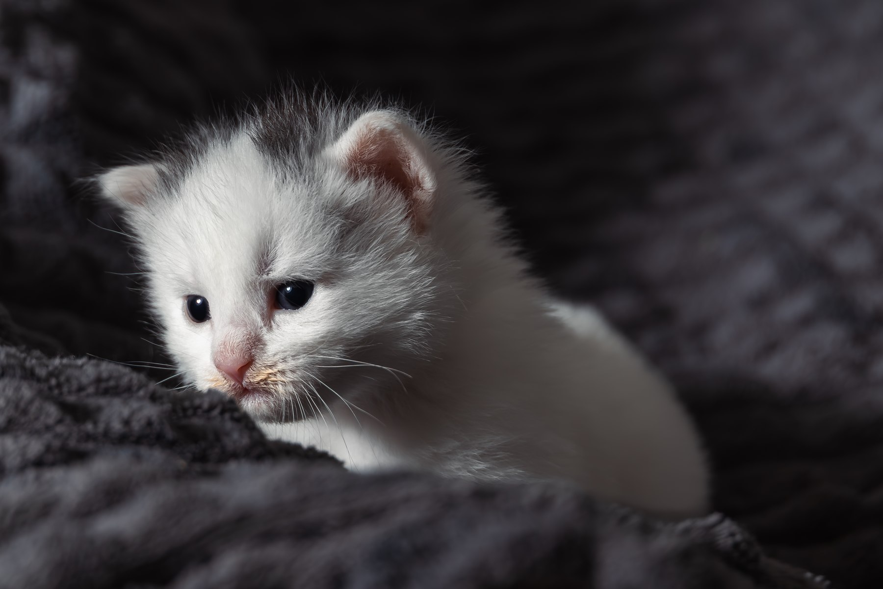 Nærbilde av hvit kattunge fotografert av Fotograf Spalder