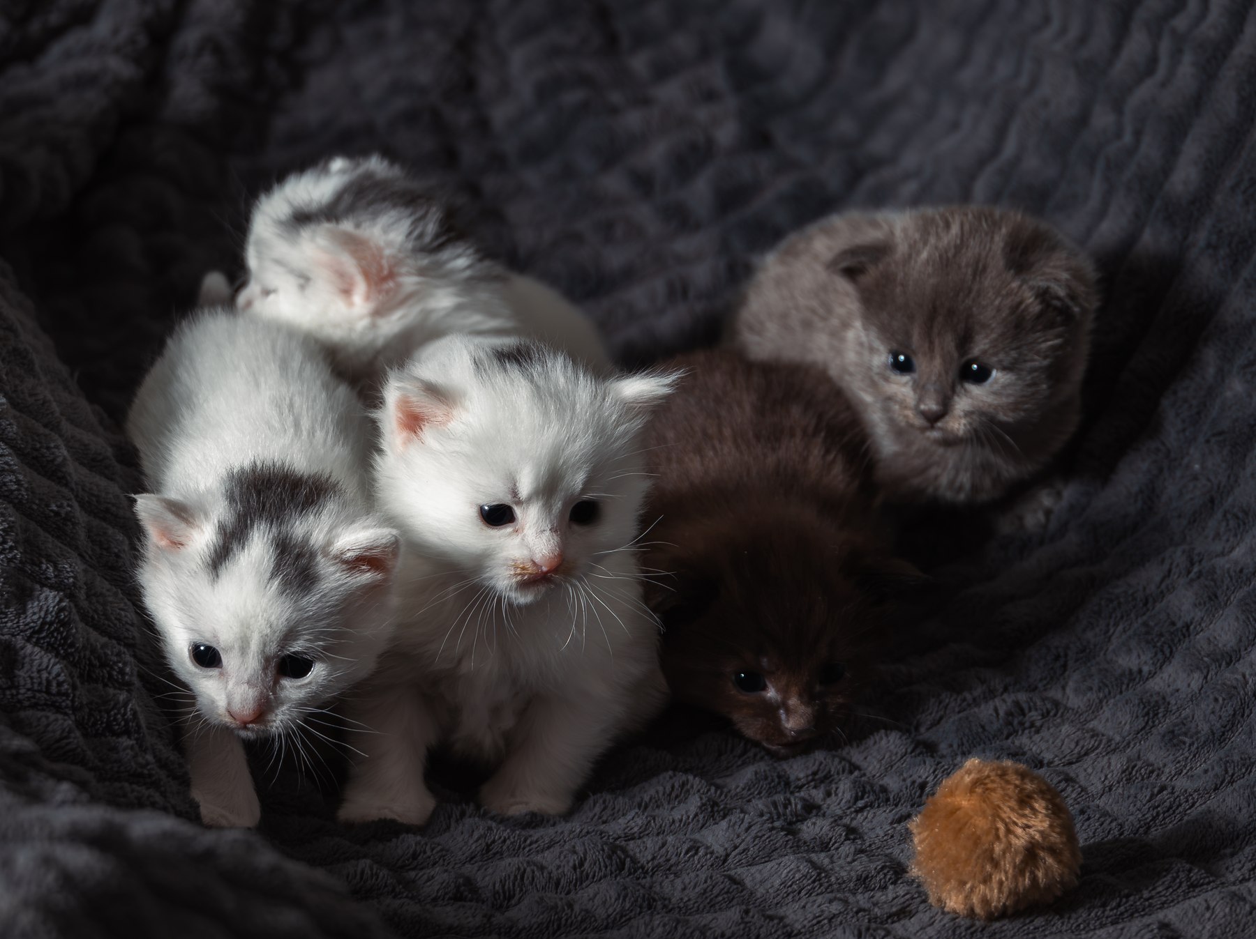 Fem kattunger samlet til kjæledyrfotografering i Ringsaker