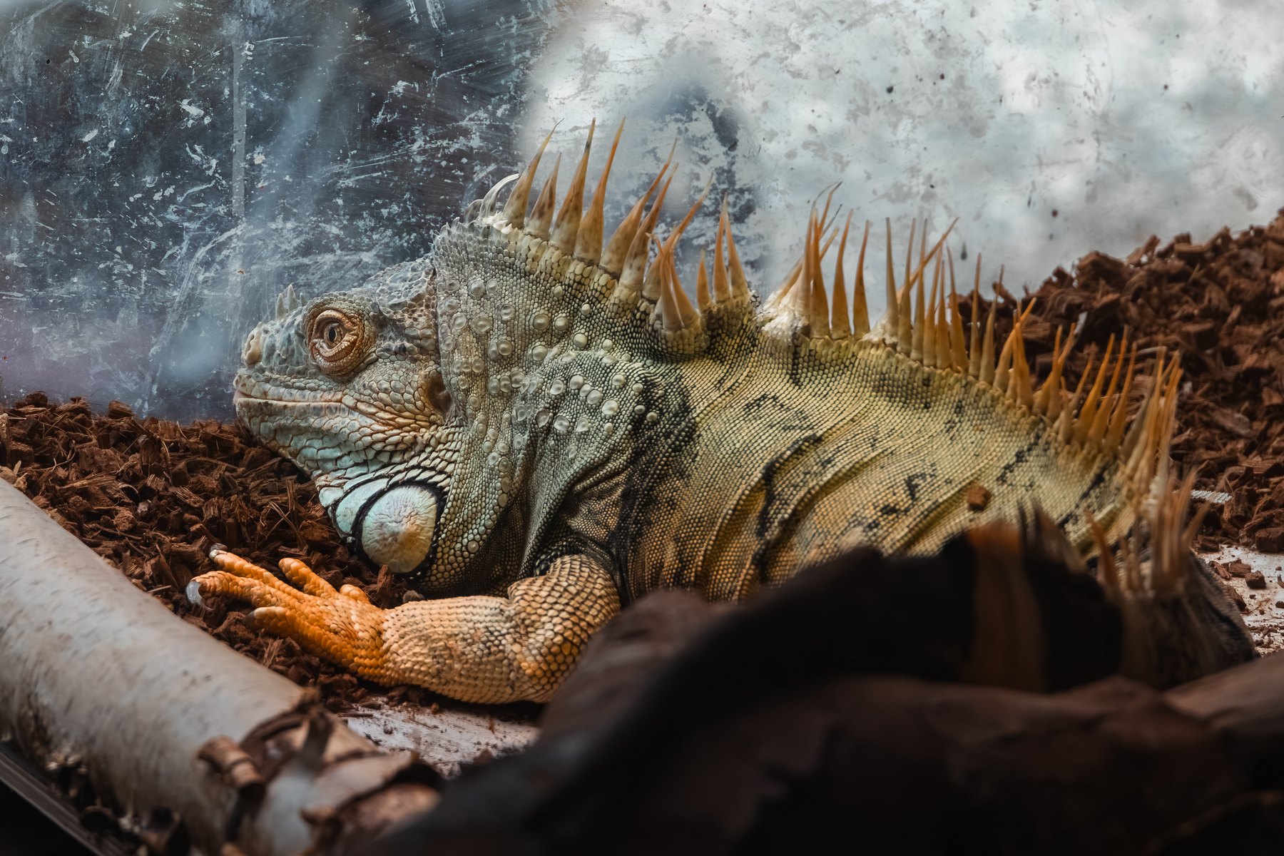 Natur- og dyreliv fotografert i Ringsaker av Fotograf Spalder, bilde 4