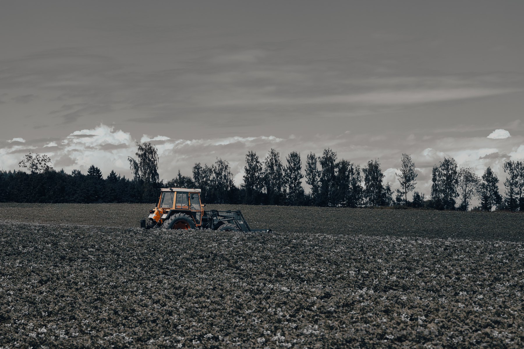 Natur- og dyreliv fotografert i Ringsaker av Fotograf Spalder, bilde 5