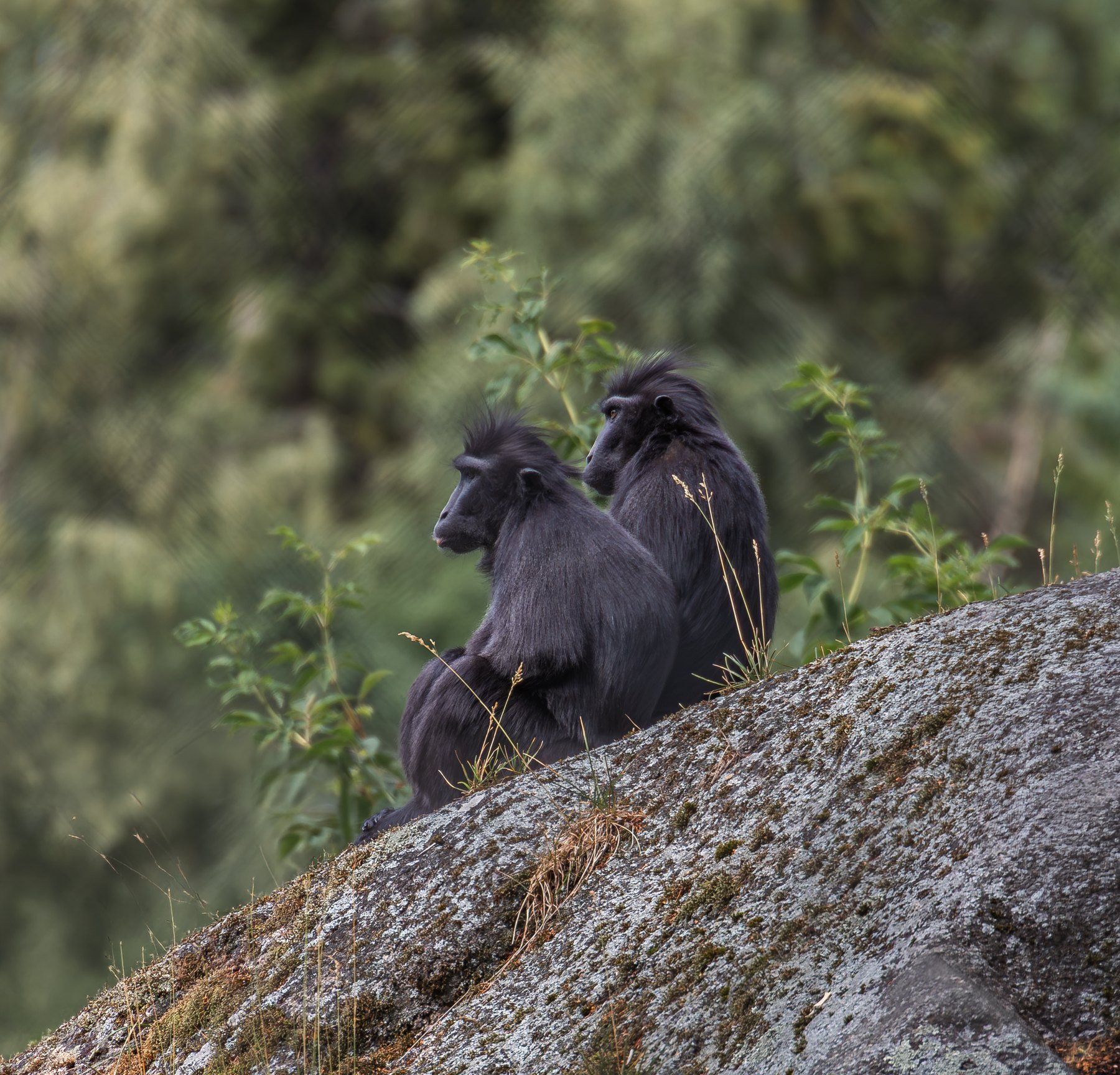 Natur- og dyreliv fotografert i Ringsaker av Fotograf Spalder, bilde 6