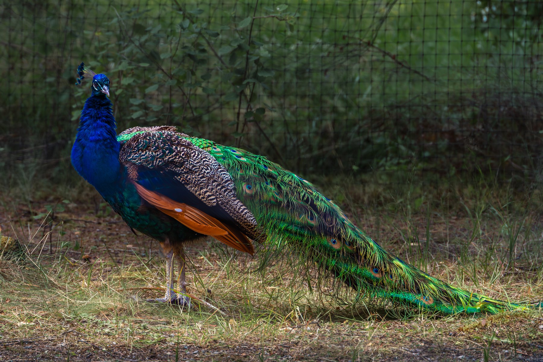 Natur- og dyreliv fotografert i Ringsaker av Fotograf Spalder, bilde 7