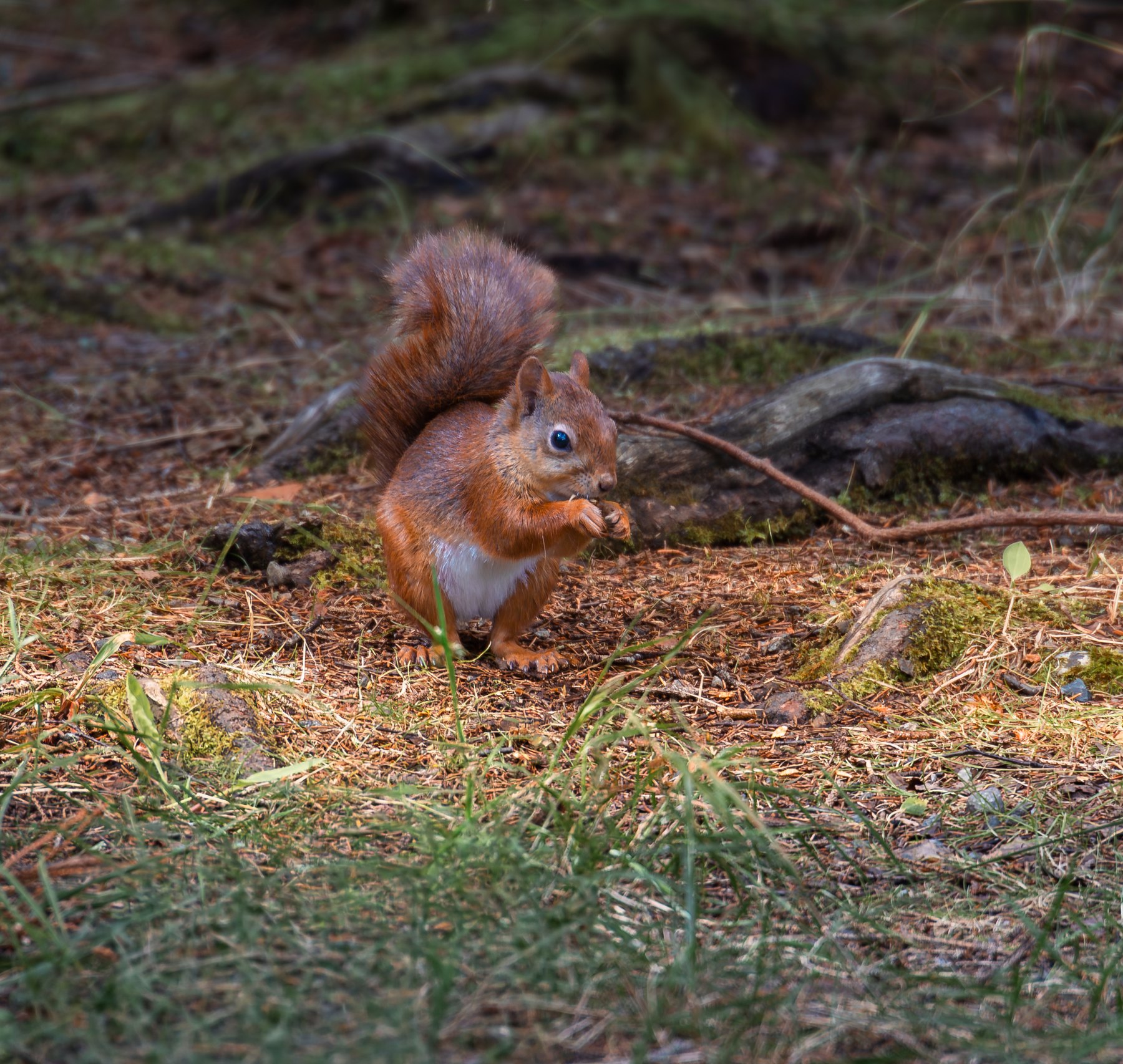 Natur- og dyreliv fotografert i Ringsaker av Fotograf Spalder, bilde 8