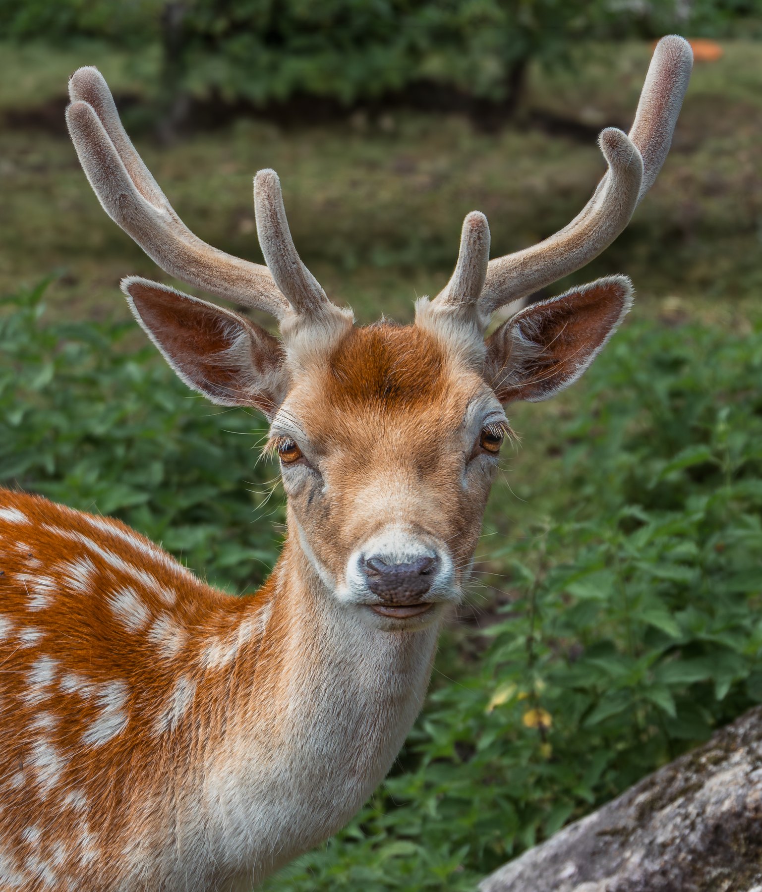 Natur- og dyreliv fotografert i Ringsaker av Fotograf Spalder, bilde 10